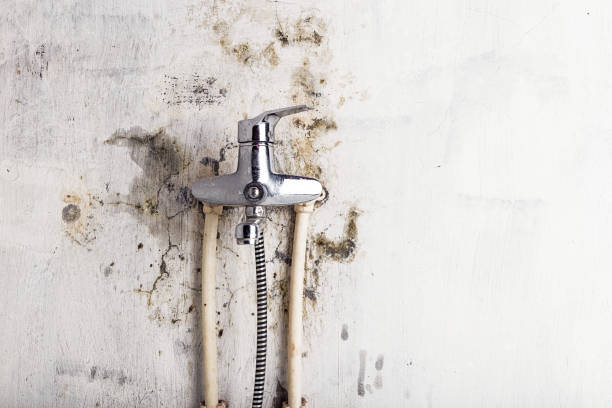 Trusted Whitney, NV Mold Removal Experts