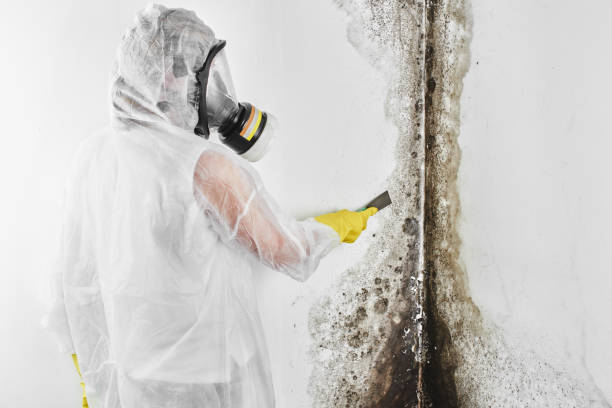 Mold Removal Process in Whitney, NV