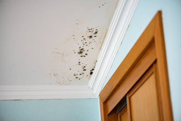 Best Mold Damage Repair  in Whitney, NV