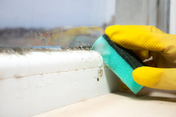 Best Attic Mold Removal  in Whitney, NV